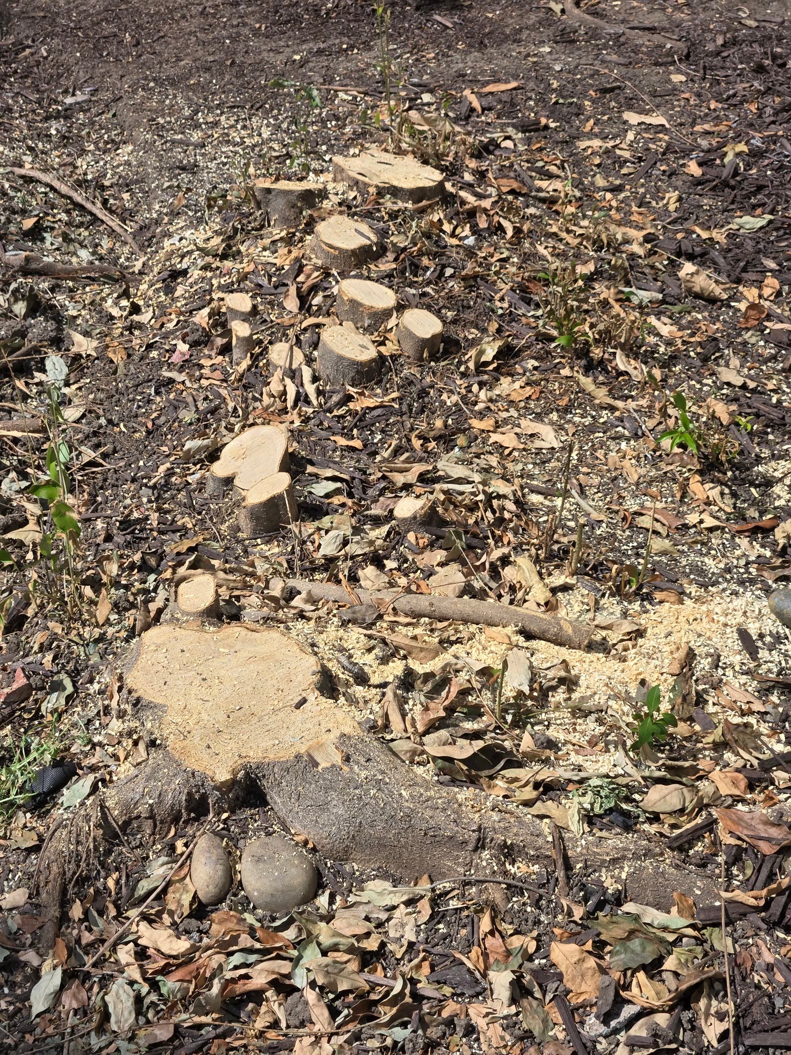 A dense cluster of small stumps.