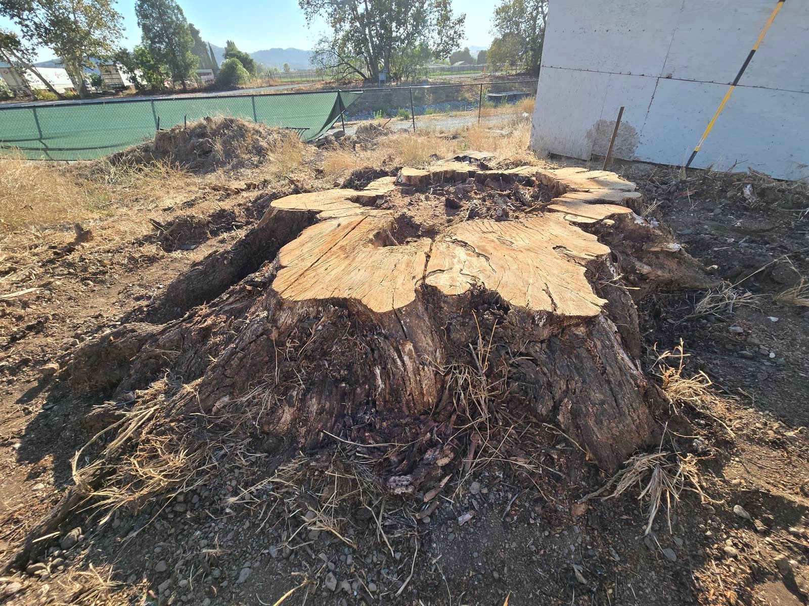 A twelve-foot-wide pepper tree stump.